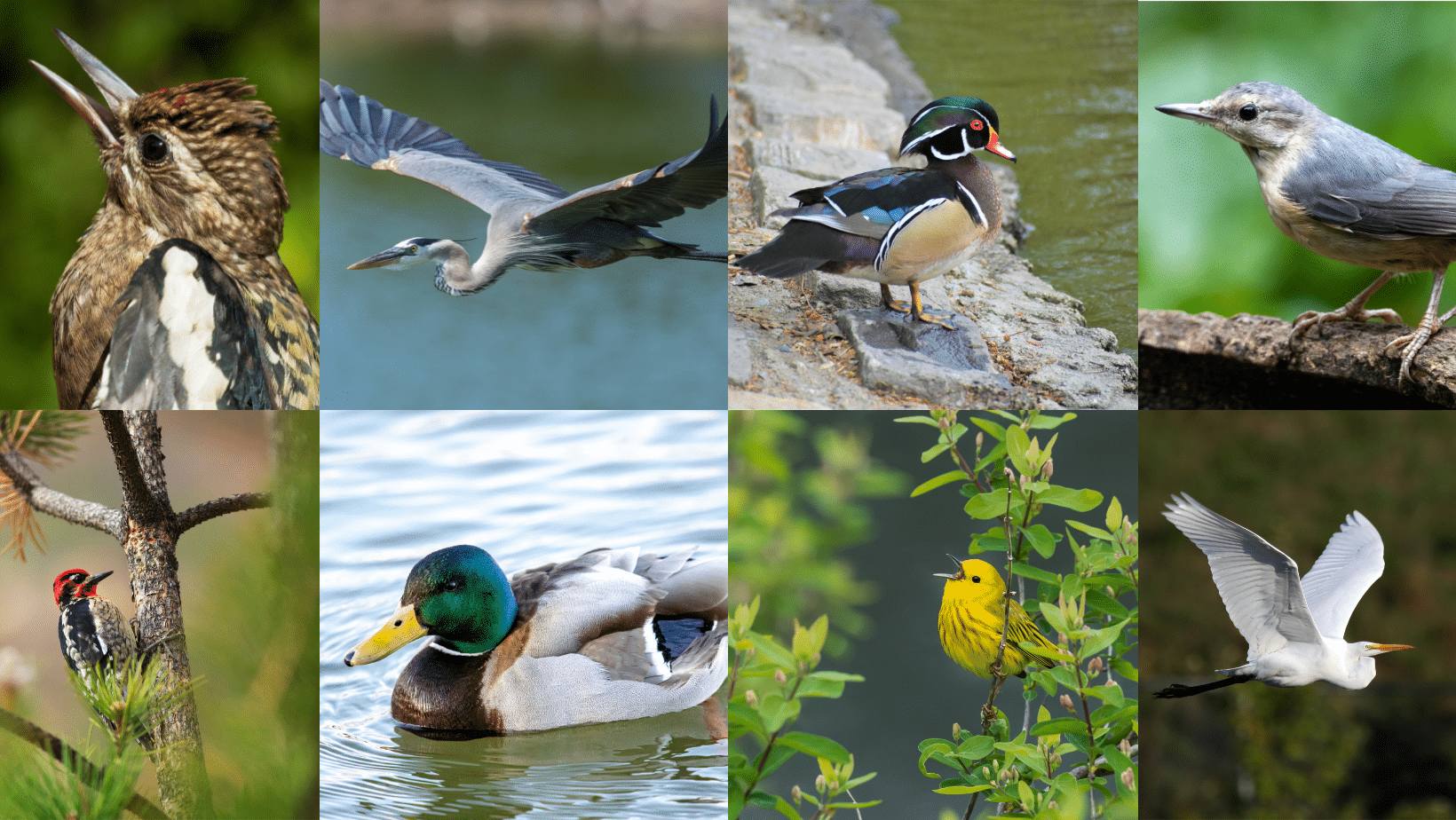 Top Spots for Birdwatching Near Black Mountain, North Carolina
